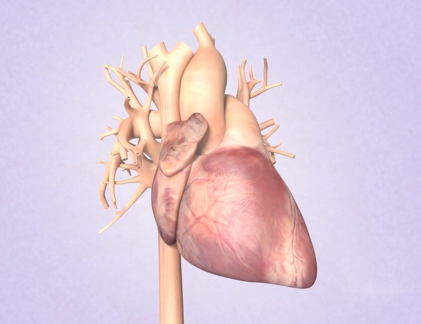 Biomedical Scientific Animations - Artery Studios